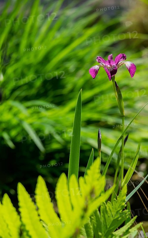 Blooming marsh iris (Iris pseudacorus) at a pond, Münsterland, North Rhine-Westphalia