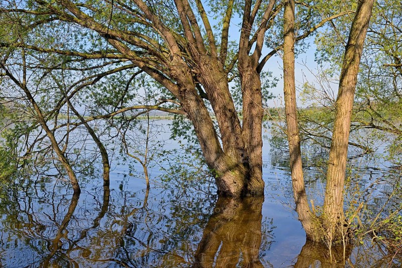 Willows (Salix) on the lakeshore, blue sky, Möhne Reservoir, North Rhine-Westphalia, Germany