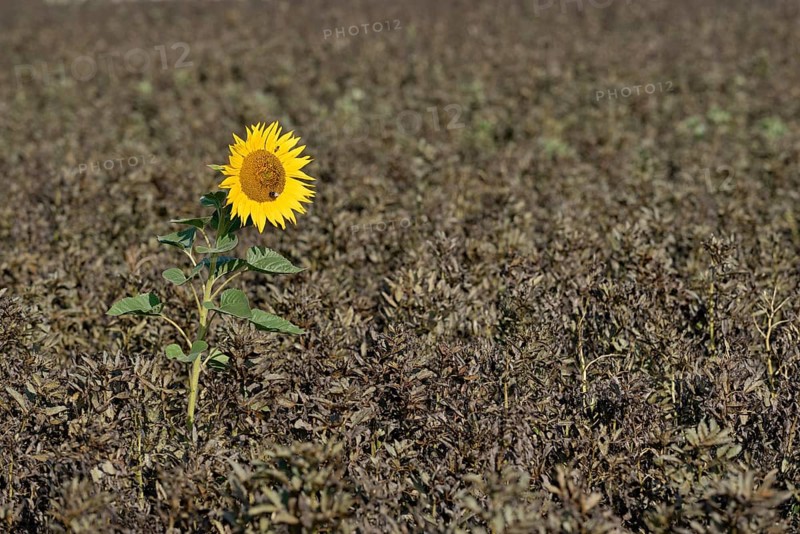 Single sunflower (Helianthus annuus) in bloom in a field of ripe field beans (Vicia faba), North Rhine-Westphalia, Germany