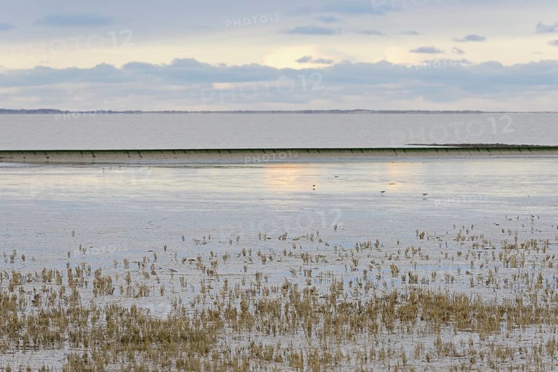 North Sea, Wadden Sea at low tide, dead European marsh samphire (Salicornia europaea), cloudy sky, Norddeich, Lower Saxony, Germany