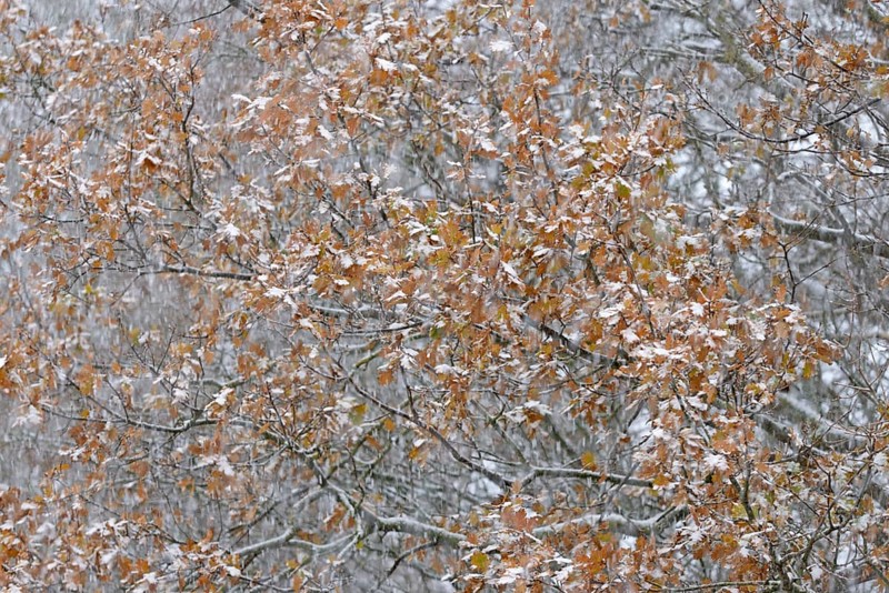 Oak (Quercus) with autumn leaves in dense snowfall, snow drift, North Sea, Norddeich, Lower Saxony, Germany
