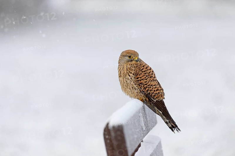 Kestrel (Falco tinnunculus), female using a park bench as a lookout during heavy snowfall, North Sea, Norddeich, Lower Saxony, Germany