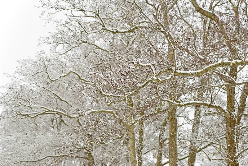 Deciduous trees, alders (Alnus) covered with snow, North Sea, Norddeich, Lower Saxony, Germany