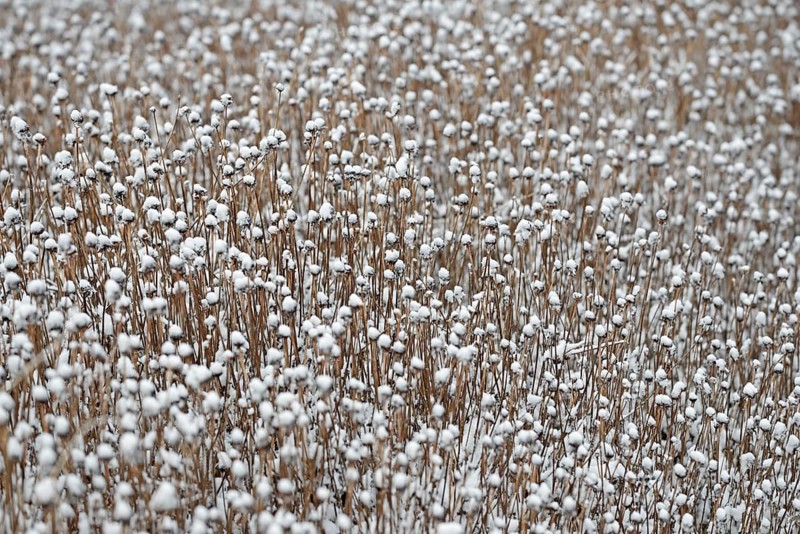 Snow lies on the dead plants, Rudbeckia fulgida (Rudbeckia fulgida), North Sea, Norddeich, Lower Saxony, Germany