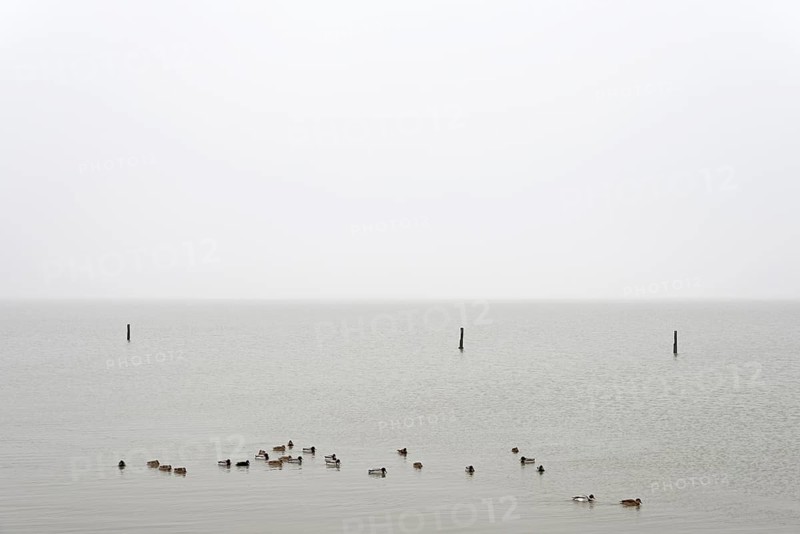 Mallards (Anas platyrhynchos) swimming on the North Sea, Norddeich, Lower Saxony, Germany