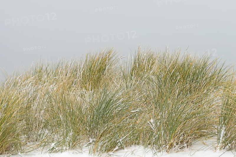 Beach grass (Ammophila arenaria) covered with snow, dune landscape of Norddeich, North Sea, Lower Saxony, Germany