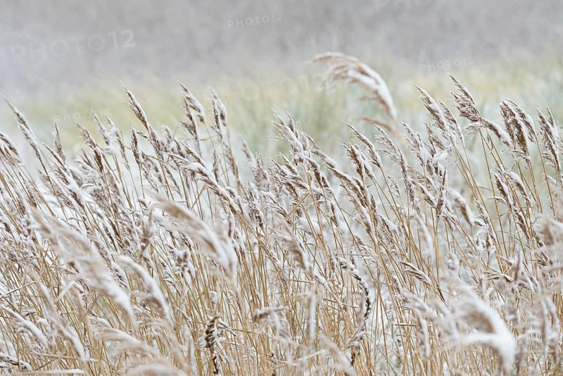 Reed (Phragmites) covered with snow, North Sea, Norddeich, Lower Saxony, Germany