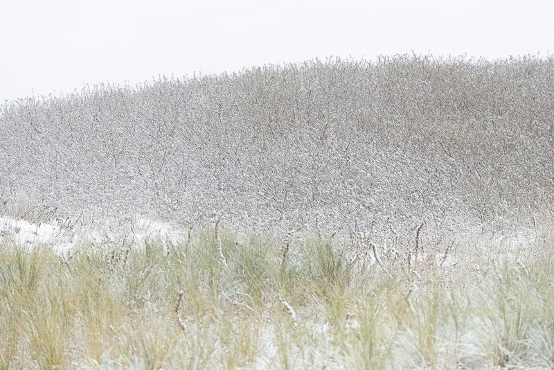 Winter day, onset of winter, snow lies on the bushes in the dune landscape of Norddeich, North Sea, Lower Saxony, Germany