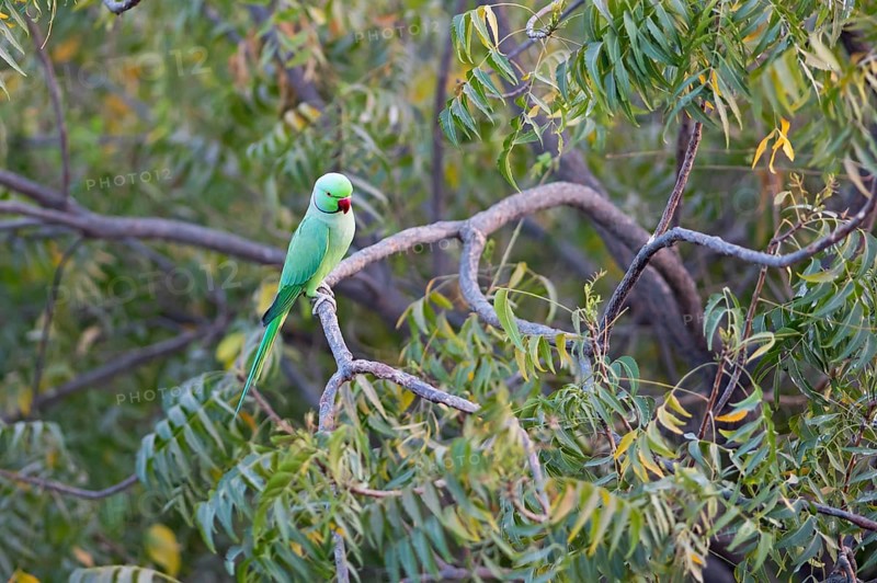 Collared Parakeet (Psittacula krameri), Luni, Rajasthan, India
