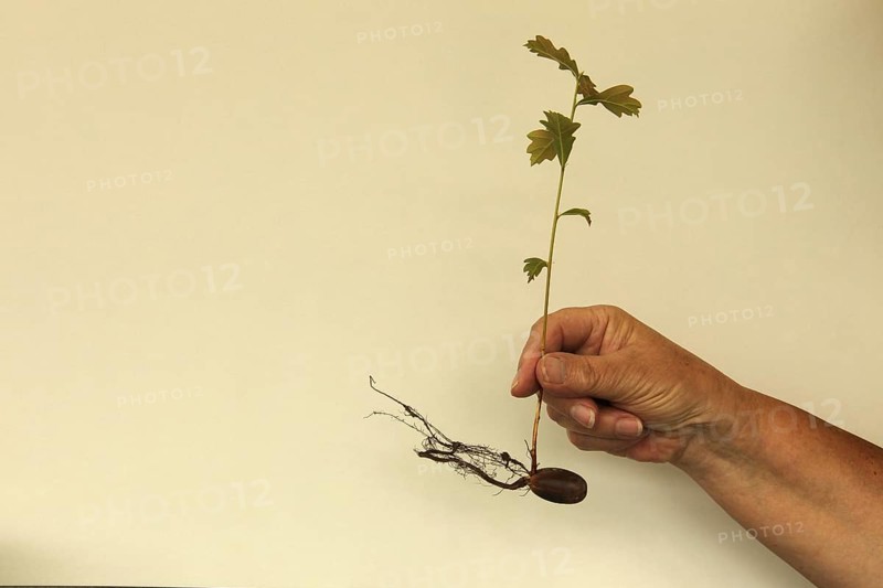 Oak (Quercus) 22cm long oak sapling, oak seedling or oak seedling grows from an acorn, next to fine roots, in front of a light background, Allgäu, Bavaria, Germany, Allgäu, Bavaria, Germany