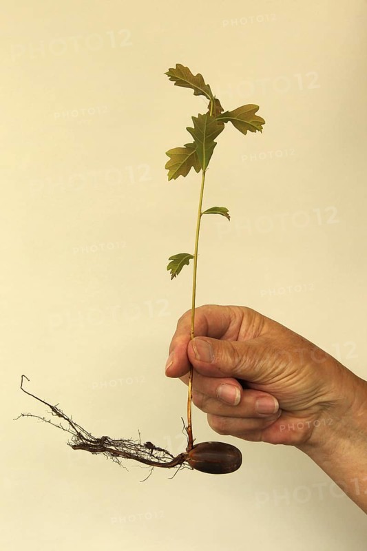 Oak (Quercus) 22cm long oak sapling, oak seedling or oak seedling grows from an acorn, next to fine roots, in front of a light background, Allgäu, Bavaria, Germany, Allgäu, Bavaria, Germany