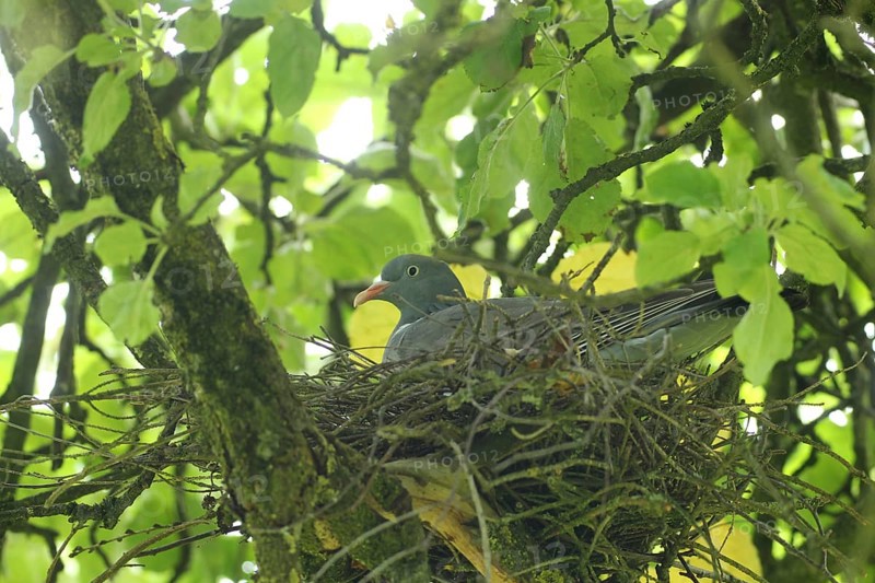 Wood pigeon (Columba palumbus) in a nest in an apple tree, Allgäu, Bavaria, Germany, Allgäu, Bavaria, Germany