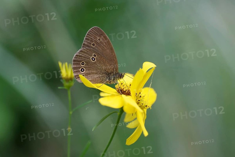 Brown woodland bird (Aphantopus hyperantus), flower, nectar, The butterfly sits with folded wings on a yellow flower