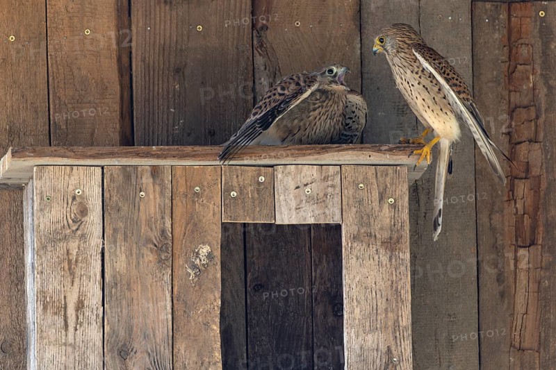 Kestrel (Falco tinnunculus) female and begging juvenile at the incubator, village in Münsterland, North Rhine-Westphalia