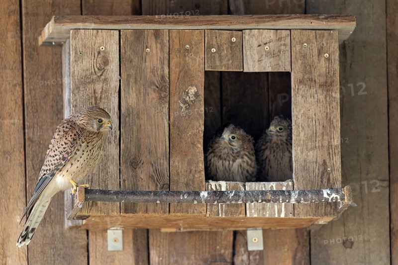 Kestrel (Falco tinnunculus) female and young birds at the incubator, village in Münsterland, North Rhine-Westphalia
