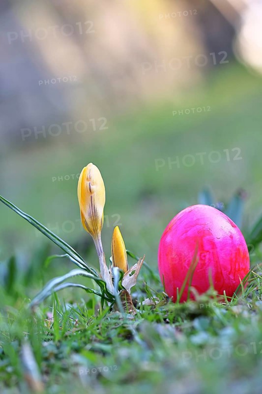 Yellow crocuses (Crocus sp.) on a lawn in the garden next to an Easter egg, Wilnsdorf, North Rhine-Westphalia, Germany