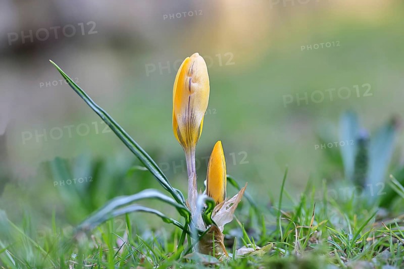 Yellow crocuses (Crocus sp.) on a lawn in the garden, Wilnsdorf, North Rhine-Westphalia, Germany