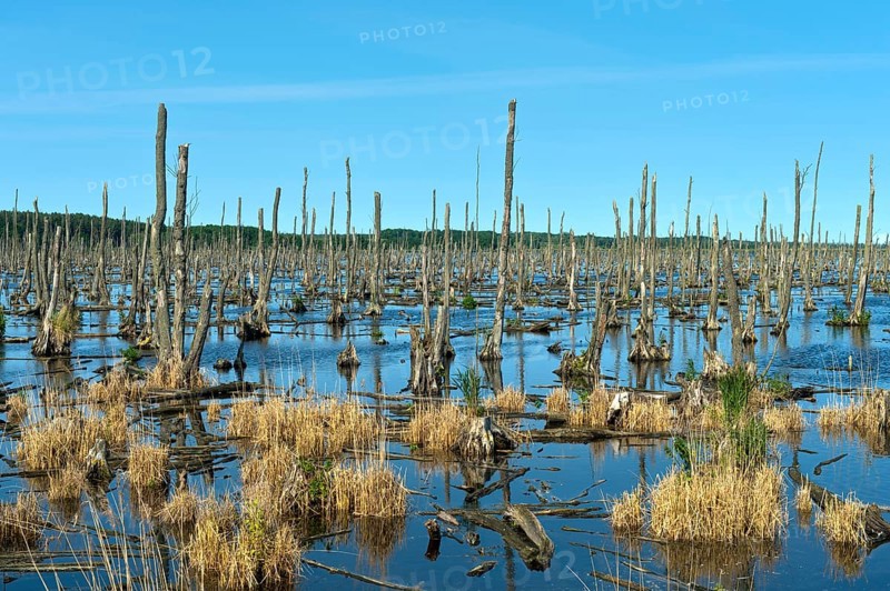 The Dead Forest in the Peene Valley, renaturalisation and rewetting of former melioration areas, Peene Valley River Landscape nature park Park, Johannishof, Mecklenburg-Western Pomerania, Germany