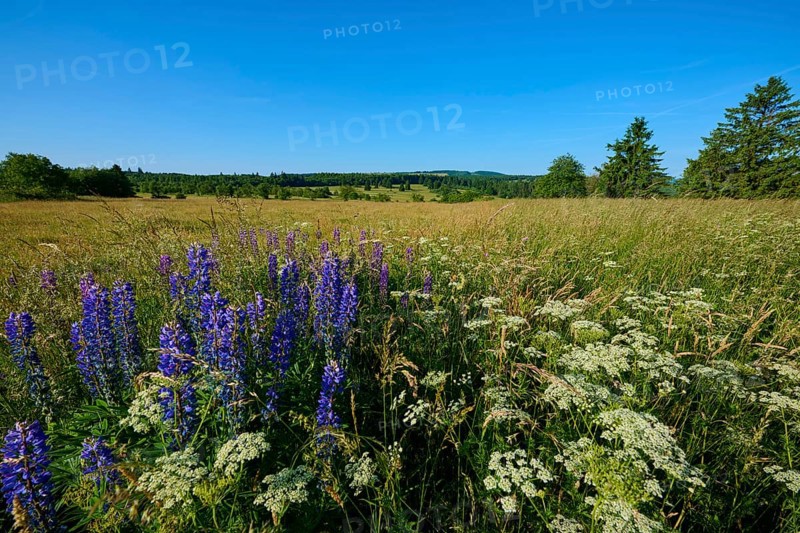Wide view of a blooming lupine field under a clear sky, summer, Fladungen, Frankenheim, Hohe Rhön, Rhön, Hesse, Thuringia, Bavaria, Germany