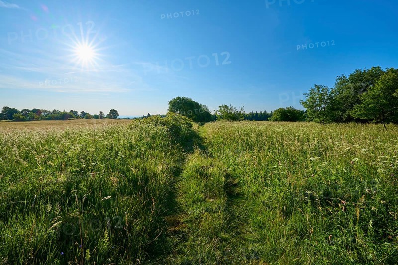 Green meadow under bright sunshine with clear blue sky, summer, Fladungen, Frankenheim, Hohe Rhön, Rhön, Hesse, Thuringia, Bavaria, Germany