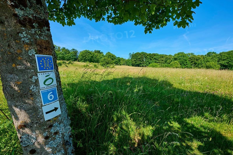 A tree with signposts stands in the shade under a clear blue sky, summer, Fladungen, Hohe Rhön, Rhön, Rhön Grabfeld, Bavaria, Germany