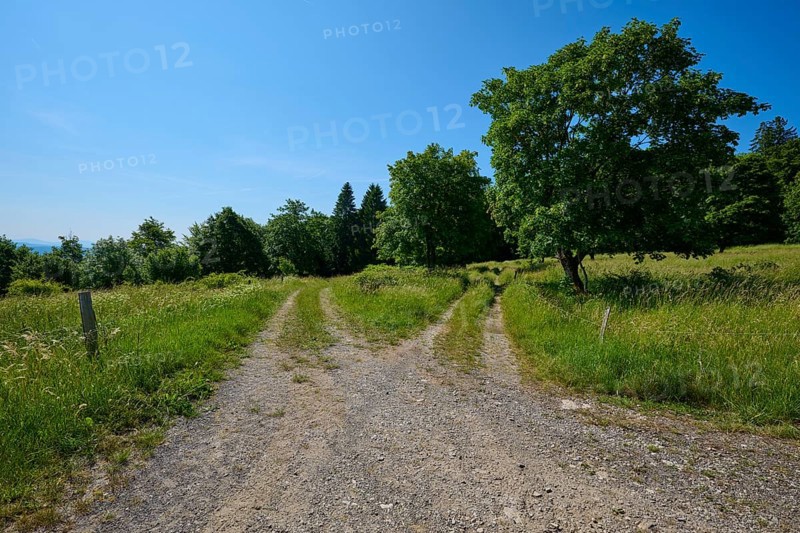 Fork in the road a gravel path divides in a green, rural area under a blue sky, summer, Fladungen, Hohe Rhön, Rhön, Rhön Grabfeld, Bavaria, Germany