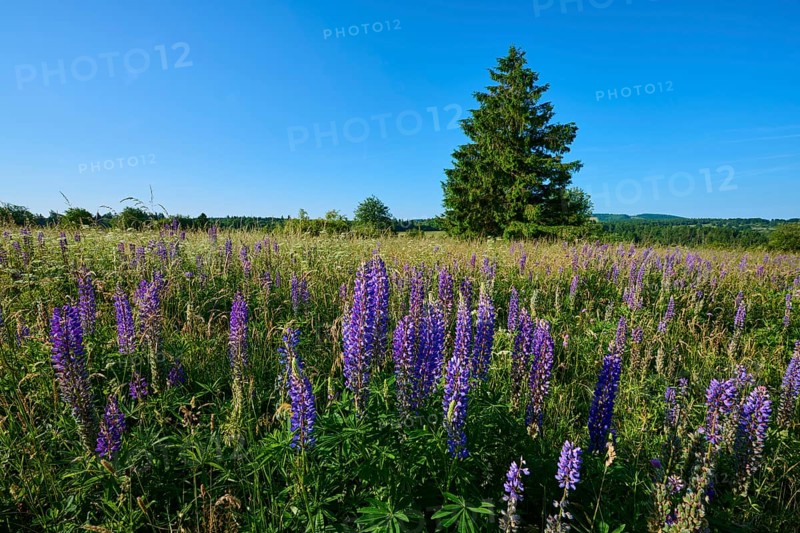 Field with purple lupines and lonely tree against blue sky, summer, Fladungen, Frankenheim, Hohe Rhön, Rhön, Hesse, Thuringia, Bavaria, Germany