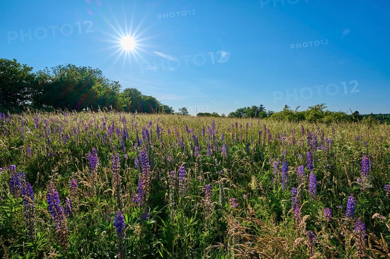 Bright sunbeams over a field with blooming lupines, summer, Fladungen, Frankenheim, Hohe Rhön, Rhön, Hesse, Thuringia, Bavaria, Germany