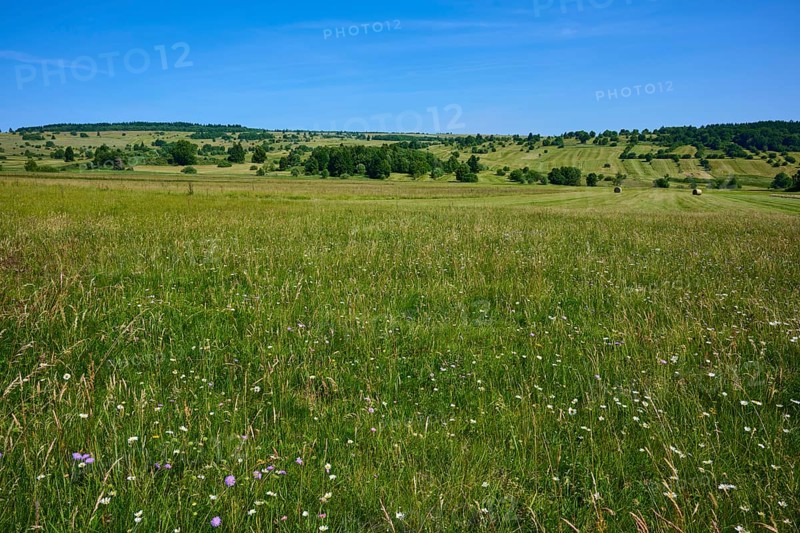 Wide meadow landscape with wild flowers and blue sky, radiates peace and closeness to nature, summer, Lange Rhön, Oberelsbach, Rhön, Bavaria, Germany