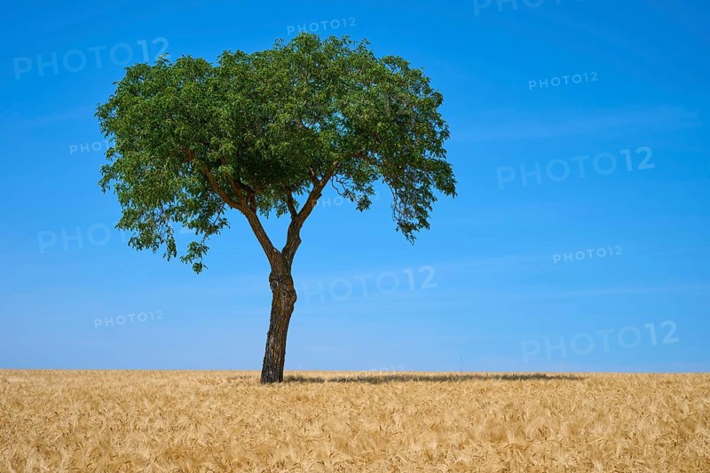 A tree in a wide field with a blue sky in the background, summer, Mainfranken, Bavaria, Germany