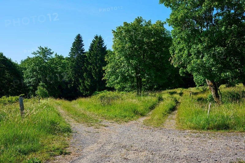 Fork in a path forking in a green wooded area in sunny weather, summer, Fladungen, Hohe Rhön, Rhön, Rhön Grabfeld, Bavaria, Germany
