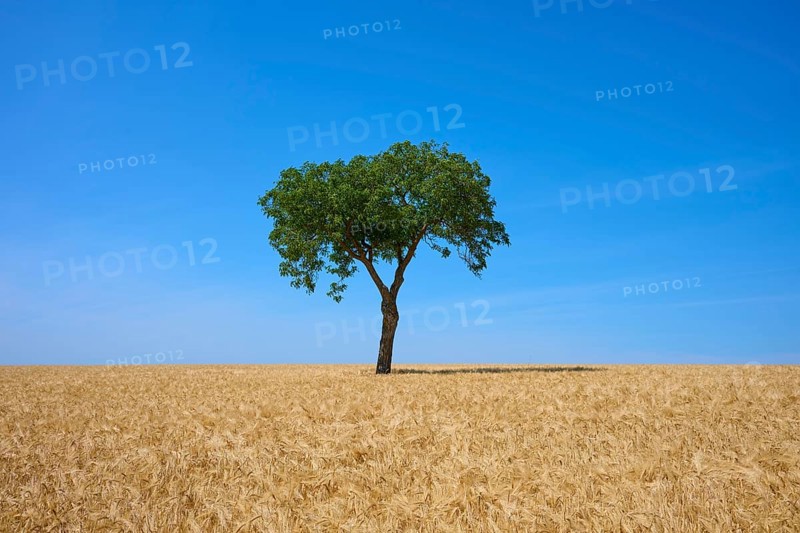 A lonely walnut tree stands in a barley field under a clear blue sky, summer, Mainfranken, Bavaria, Germany