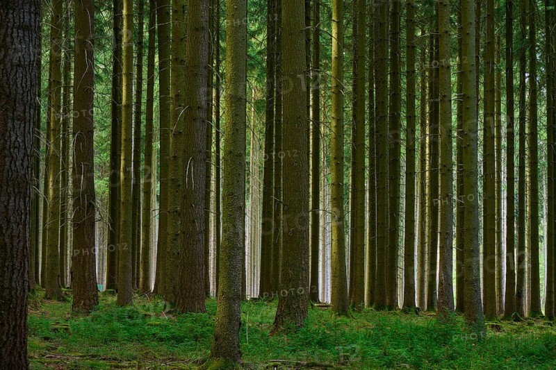 Dense coniferous forest with tall green trees and tree trunks, Odenwald, Hesse, Germany