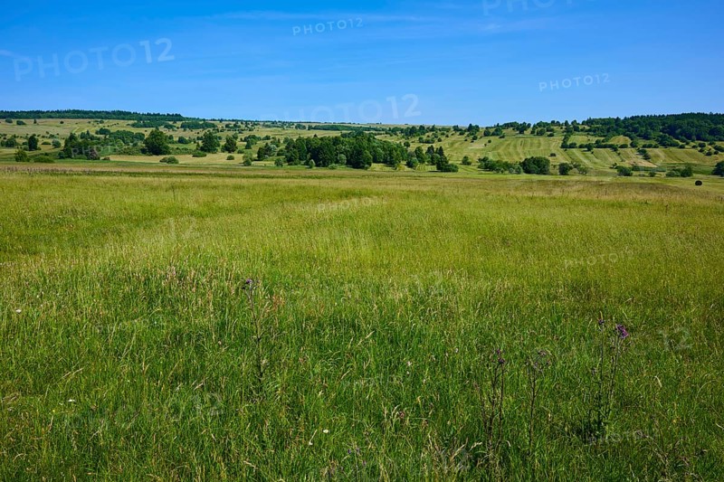 Green grass landscape under a cloudless blue sky, creates a feeling of freedom, summer, Lange Rhön, Oberelsbach, Rhön, Bavaria, Germany
