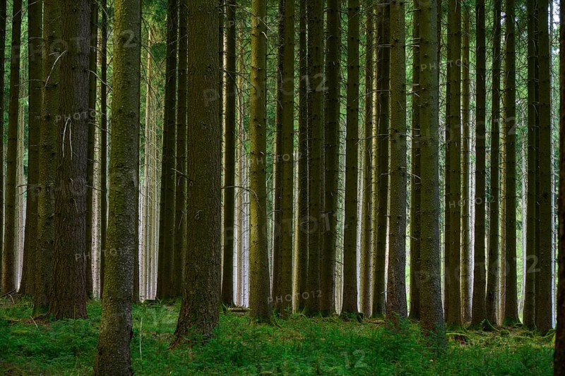 High tree trunks in a dense and green coniferous forest, Odenwald, Hesse, Germany
