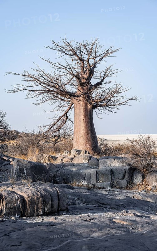 African baobab or baobab tree (Adansonia digitata), arid landscape, Kubu Island (Lekubu), Sowa Pan, Makgadikgadi salt pans, Botswana