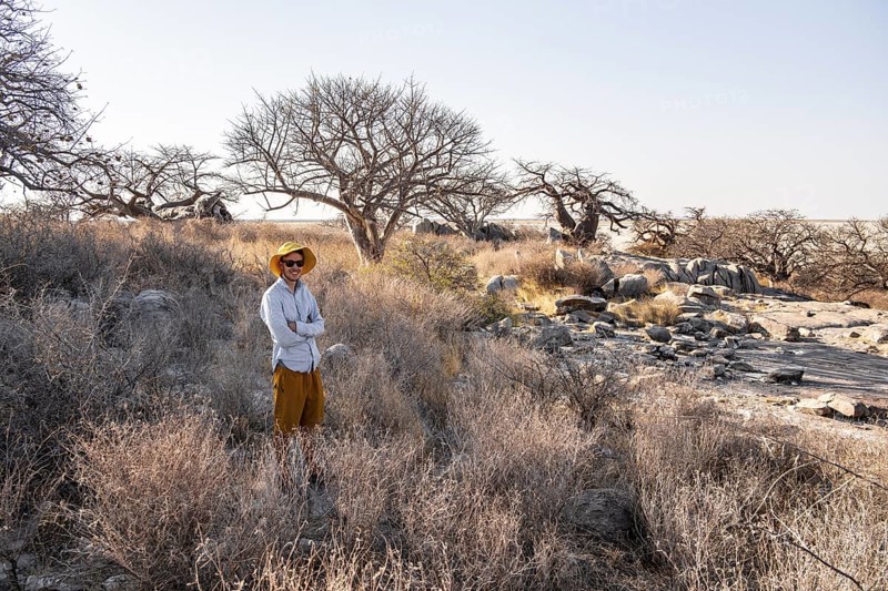 Tourist, African baobab or baobab tree (Adansonia digitata), Dry landscape, Kubu Island (Lekubu), Sowa Pan, Makgadikgadi salt pans, Botswana
