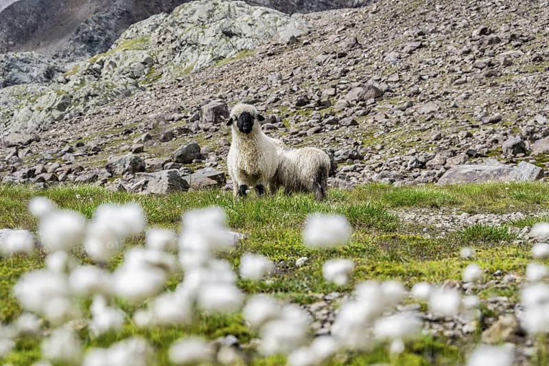 Two Valais Blacknose sheep (Ovis gmelini aries), in meadow with flowering white cotton grass, high alpine mountain valley, Obere Senner Egete, Stubai Alps, near Ridnaun, South Tyrol, Italy