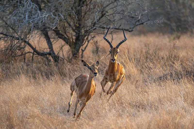 Springbok, male pursues female, parading behaviour, dry grass, Kruger National Park, South Africa