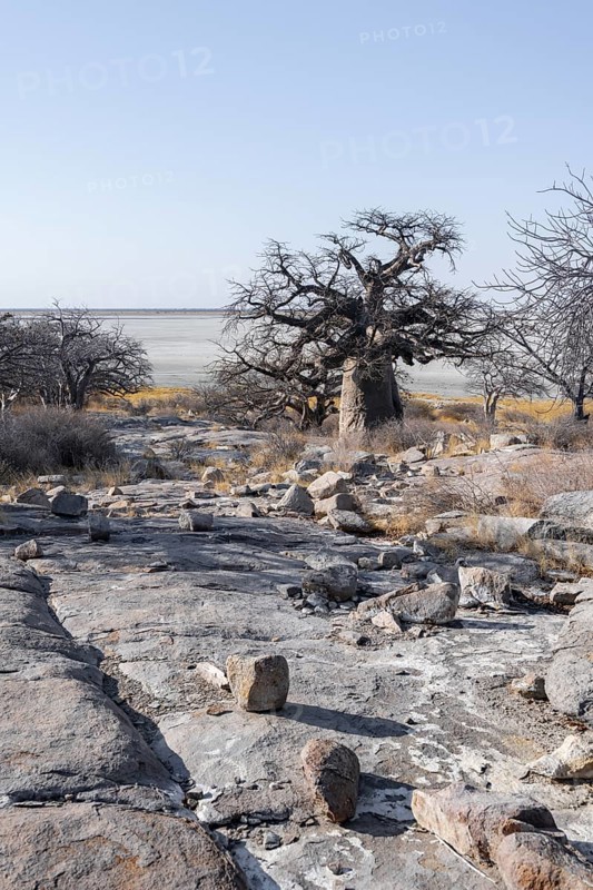 African baobab or baobab tree (Adansonia digitata), arid landscape, Kubu Island (Lekubu), Sowa Pan, Makgadikgadi salt pans, Botswana