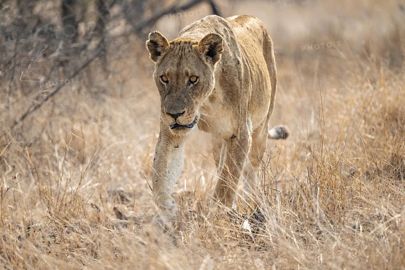 Looking into the camera, lioness on the prowl, Kruger National Park, South Africa