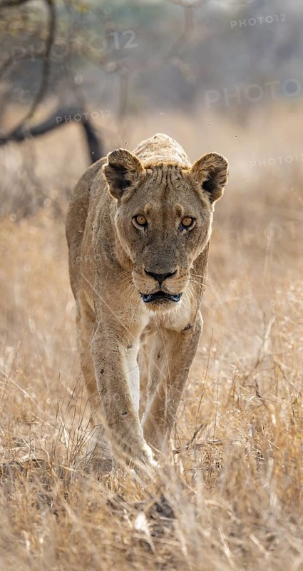 Looking into the camera, lioness on the prowl, Kruger National Park, South Africa