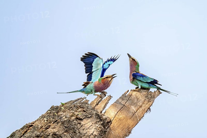 Forked Roller (Coracias caudatus), with open wing, mating behaviour, two birds on a branch in front of a blue sky, Kruger National Park, South Africa