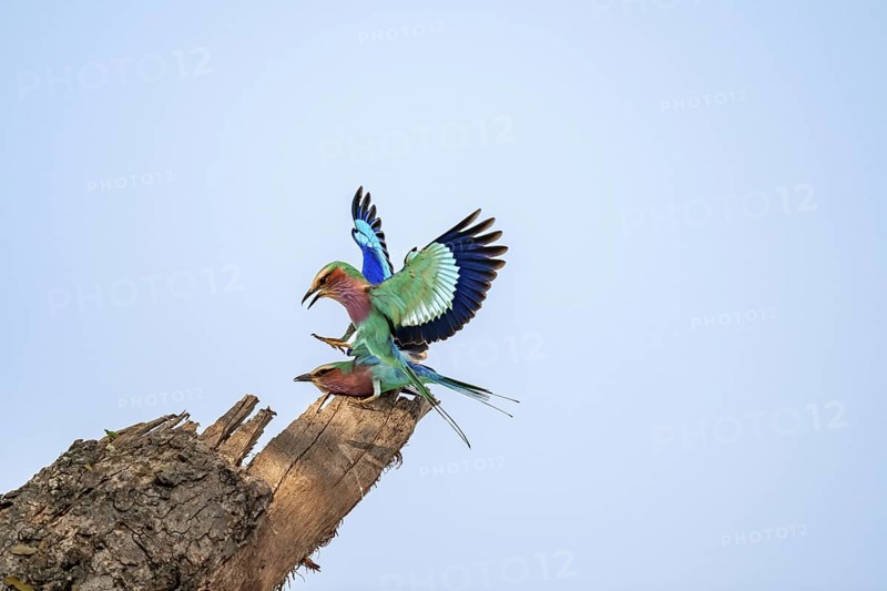 Forked Roller (Coracias caudatus), two birds approaching on a branch in front of a blue sky, Kruger National Park, South Africa