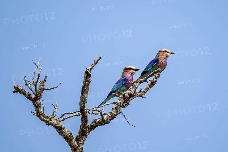 Forked Roller (Coracias caudatus), two birds on a branch in front of a blue sky, Kruger National Park, South Africa