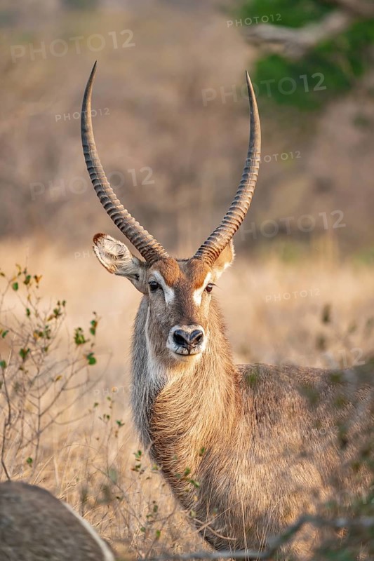 Elliptic waterbuck (Kobus ellipsipiprymnus), portrait male waterbuck, Kruger National Park, South Africa