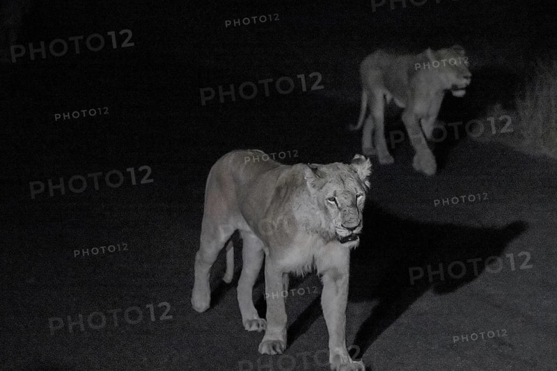 Pride of lions, lionesses at night, night shot, Kruger National Park, South Africa