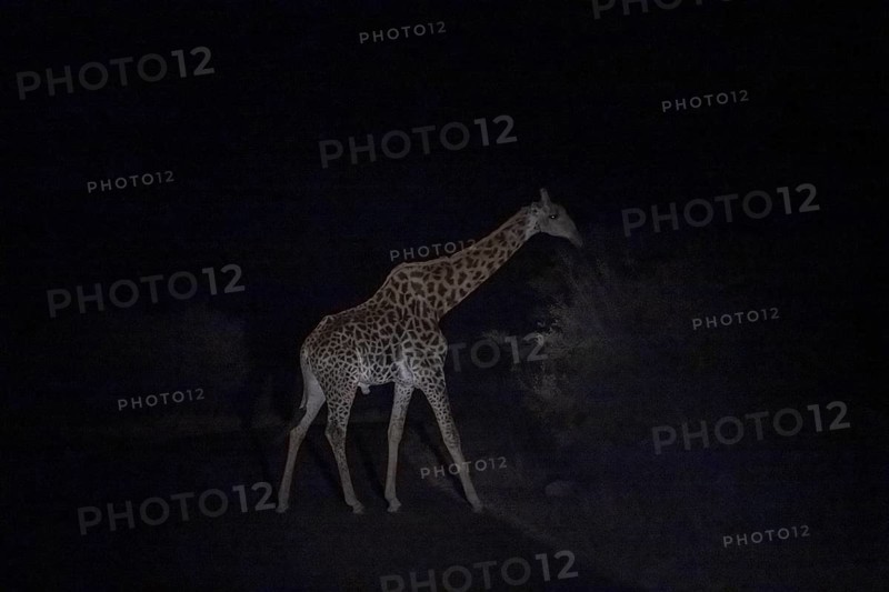 Giraffe, night shot, Kruger National Park, South Africa