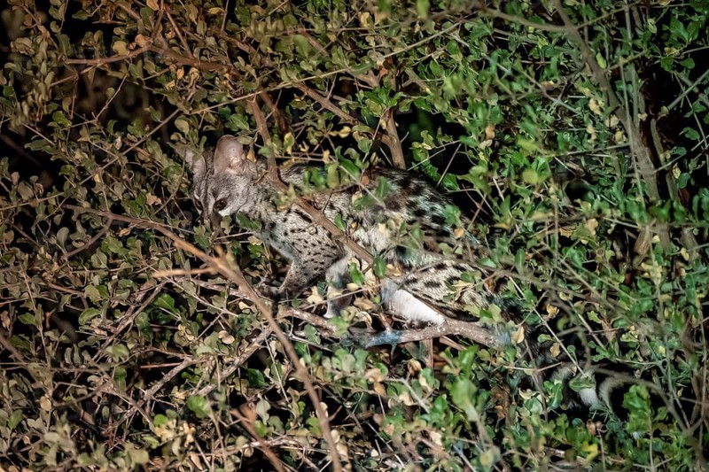 African civet (Civettictis civetta), night shot, Kruger National Park, South Africa