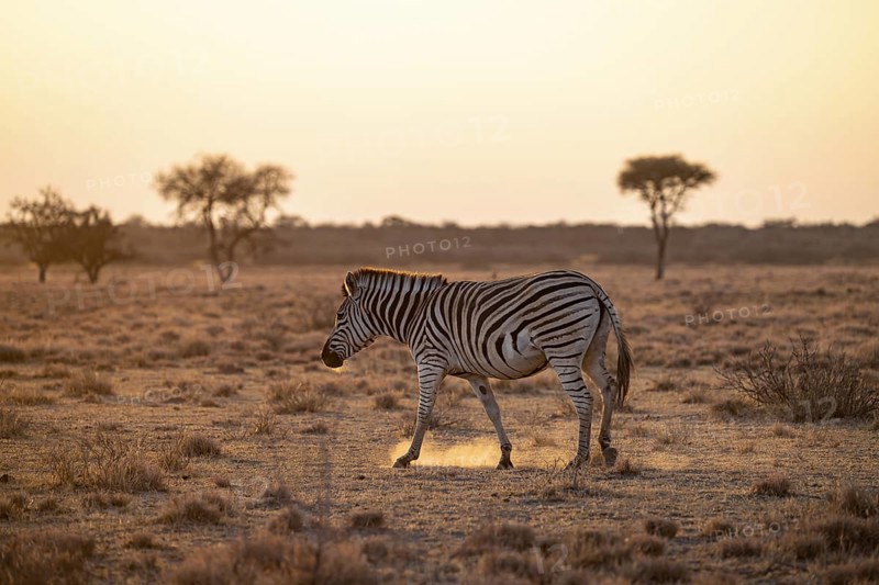 Plains zebra (Equus quagga), in dry savannah, in the evening light, Kruger National Park, South Africa